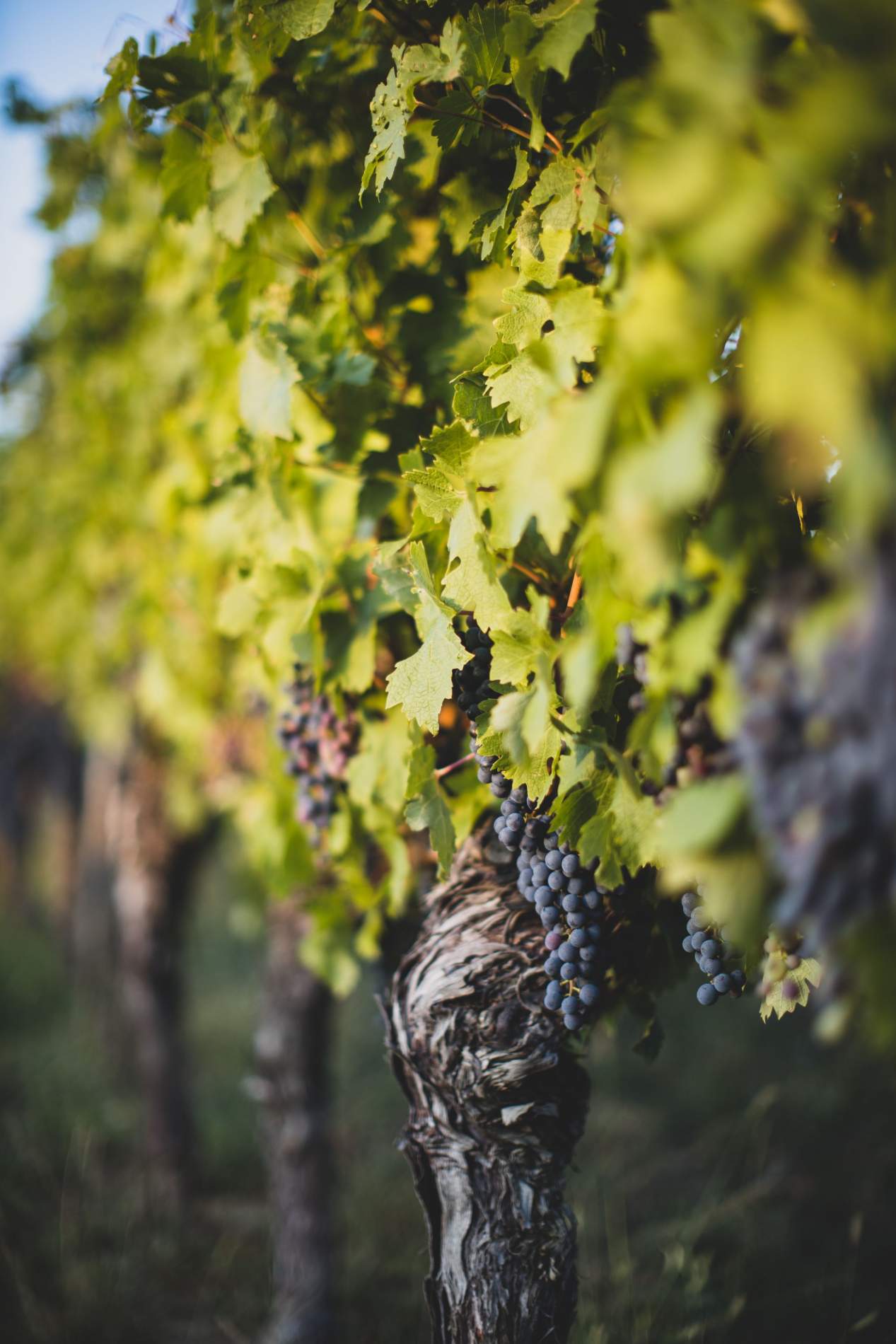 Domaine Laurent Dufouleur