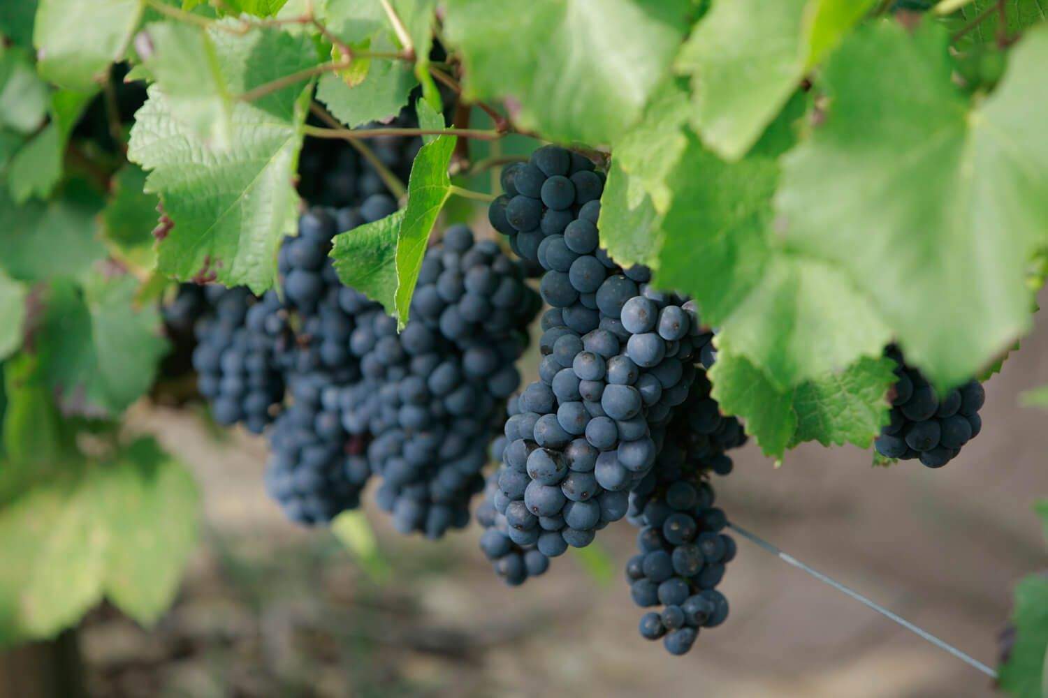 Domaine Laurent Dufouleur